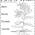 NATURAL SOCIAL SCIENCE Unit 5 Worksheets Solutions
