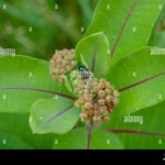 North American Common Milkweed Stock Photo Alamy